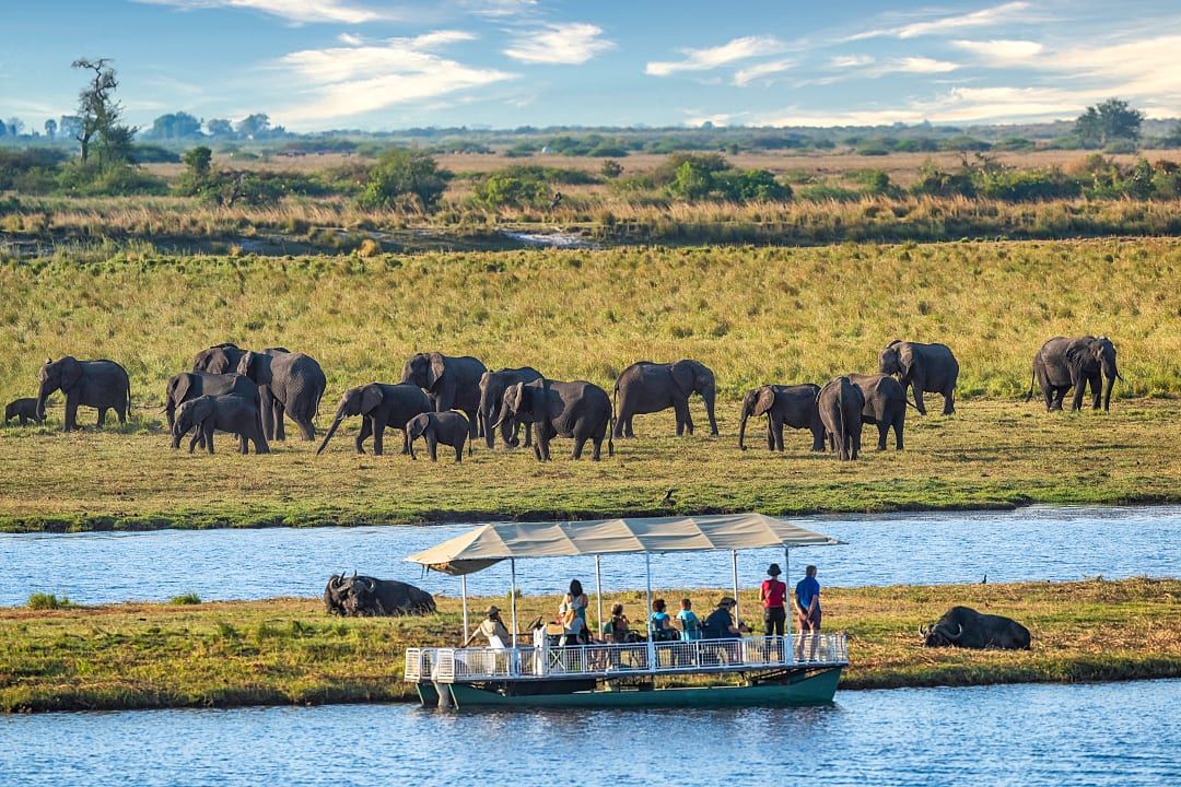 A comfortable boat-based safari featuring a herd of elephants in  Botswana, Africa.