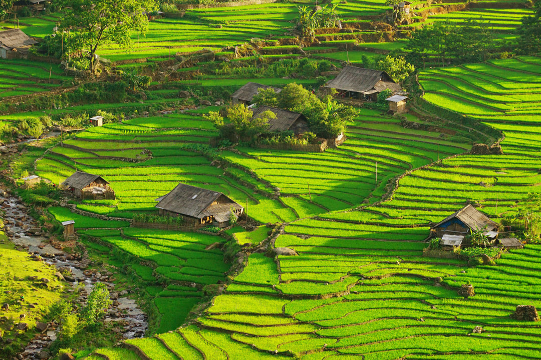 Lush green rice terraces in Sapa, Vietnam, with layered hills and soft morning light.