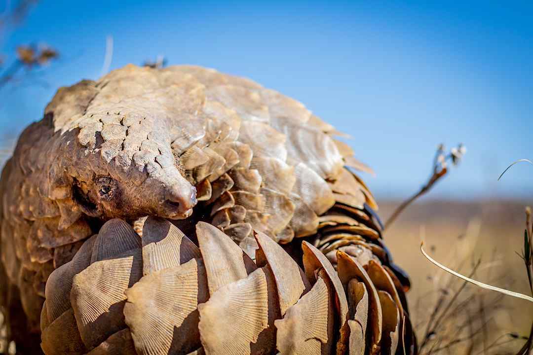 Rolled Pangolin, Africa.