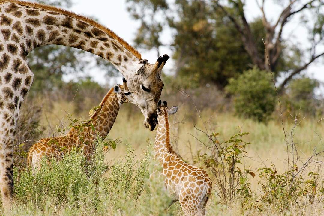 A tender interaction between a family of giraffes, Botswana.
