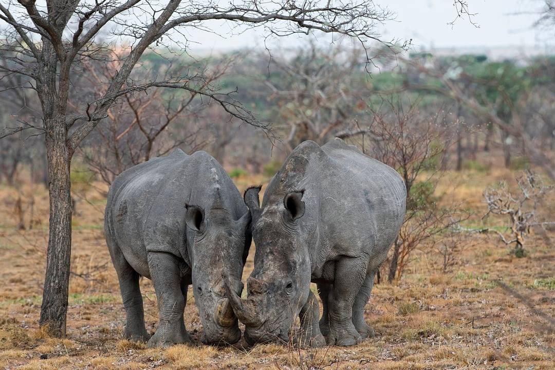 Two rhinos seen during a safari,Welgevonden, South Africa.
