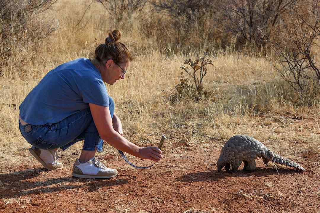 Woman taking a photo of a Pangolin in Namibia.
