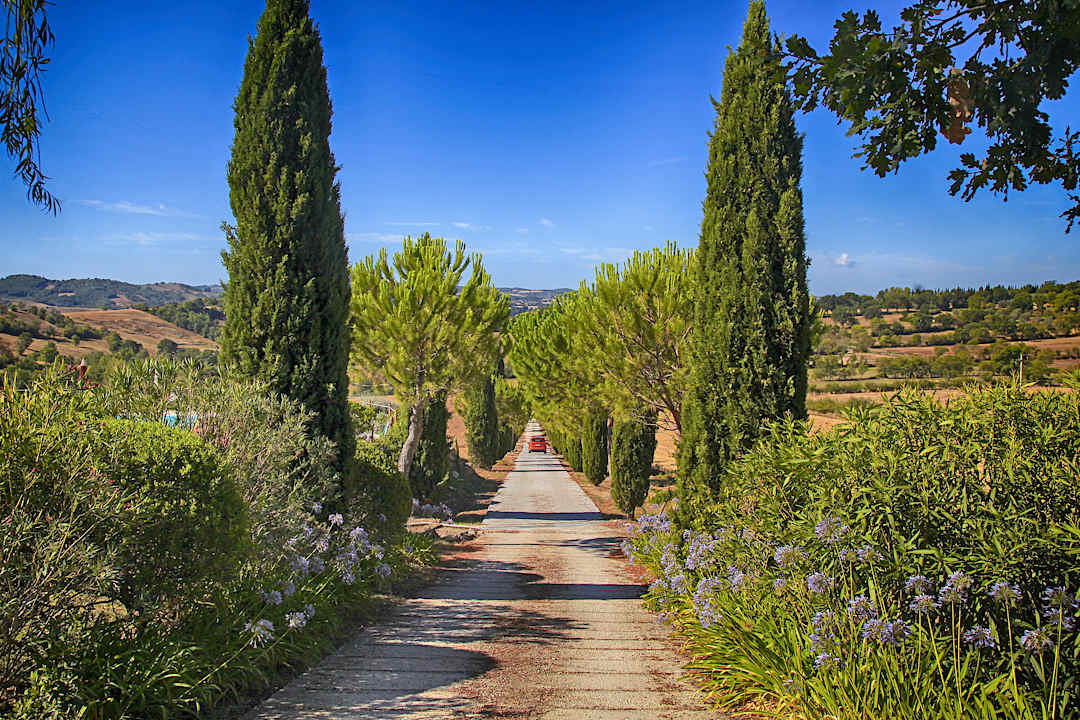 Cypress road in Siena, Italy.