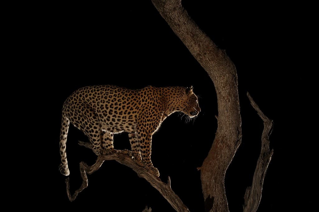 Leopard in a tree during a night game safari