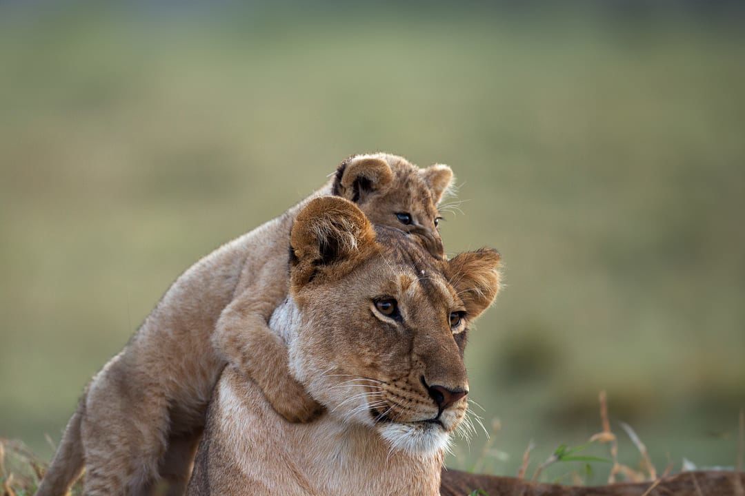 Sighting of a lion and cub, South Africa.