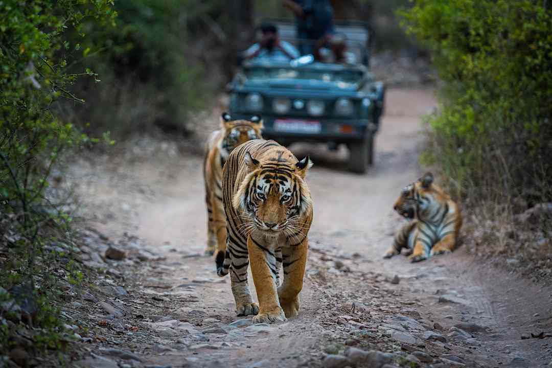 Ranthambore Reserve, India.