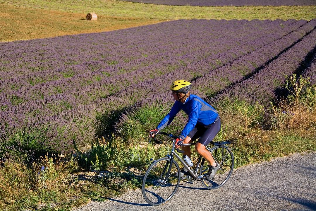 Man biking past lavendar fields in Provence, France