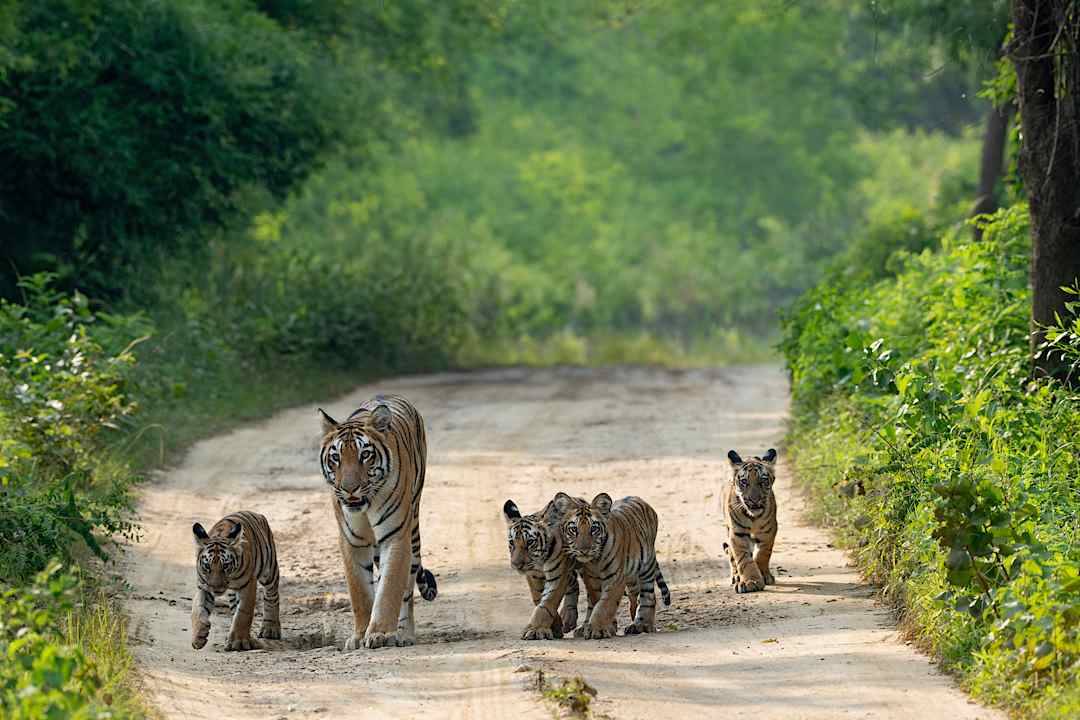 Tiger and cubs at Karhandla Wildlife Sanctuary, India.