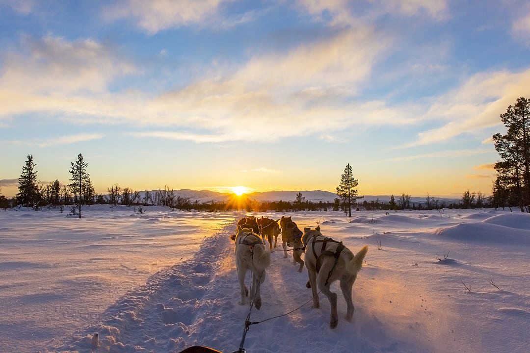 Dog-sledding expedition in Norway