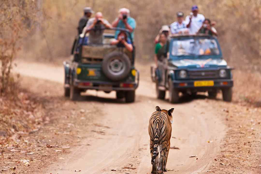 Tiger walking towards two safari vehicles in India.