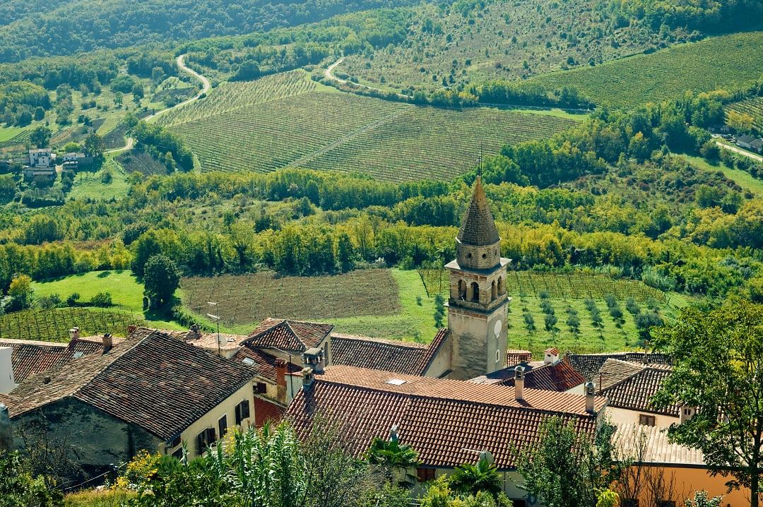 Medieval Motovun surrounded by vineyards in Croatia