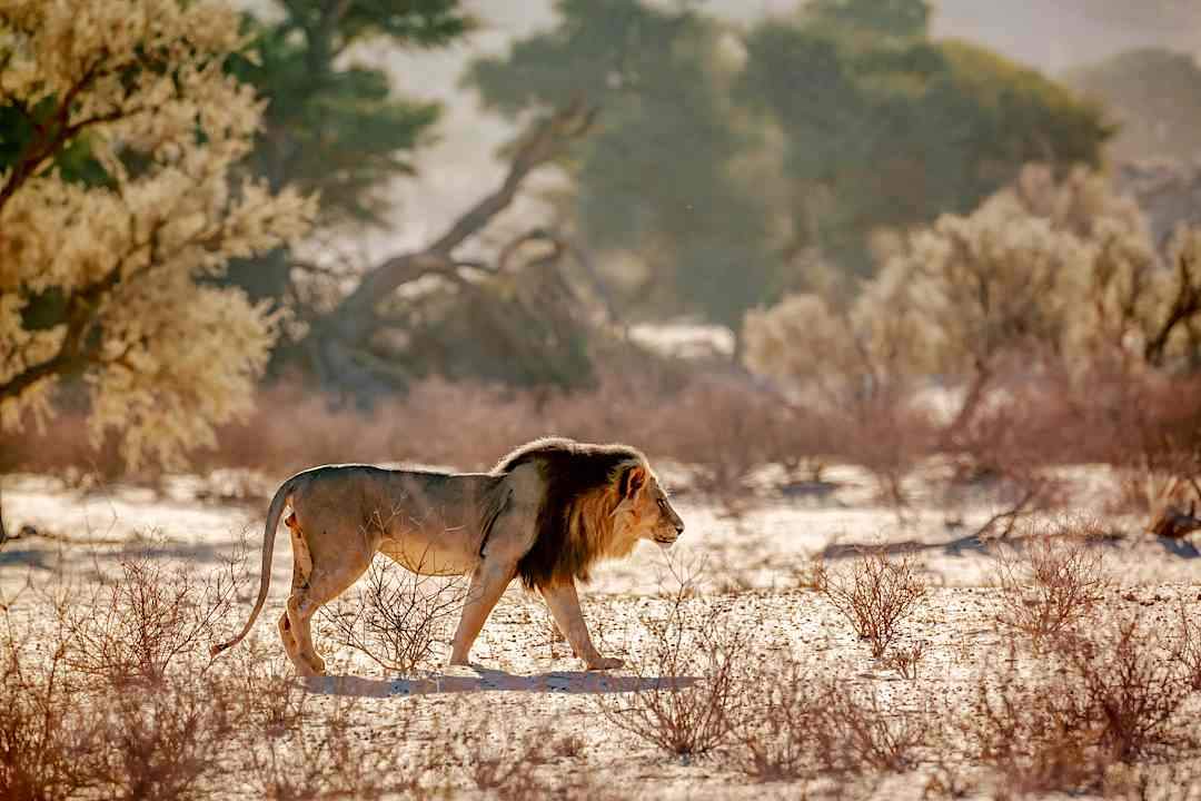 Lion sighting in the Kgalagadi Park, South Africa.