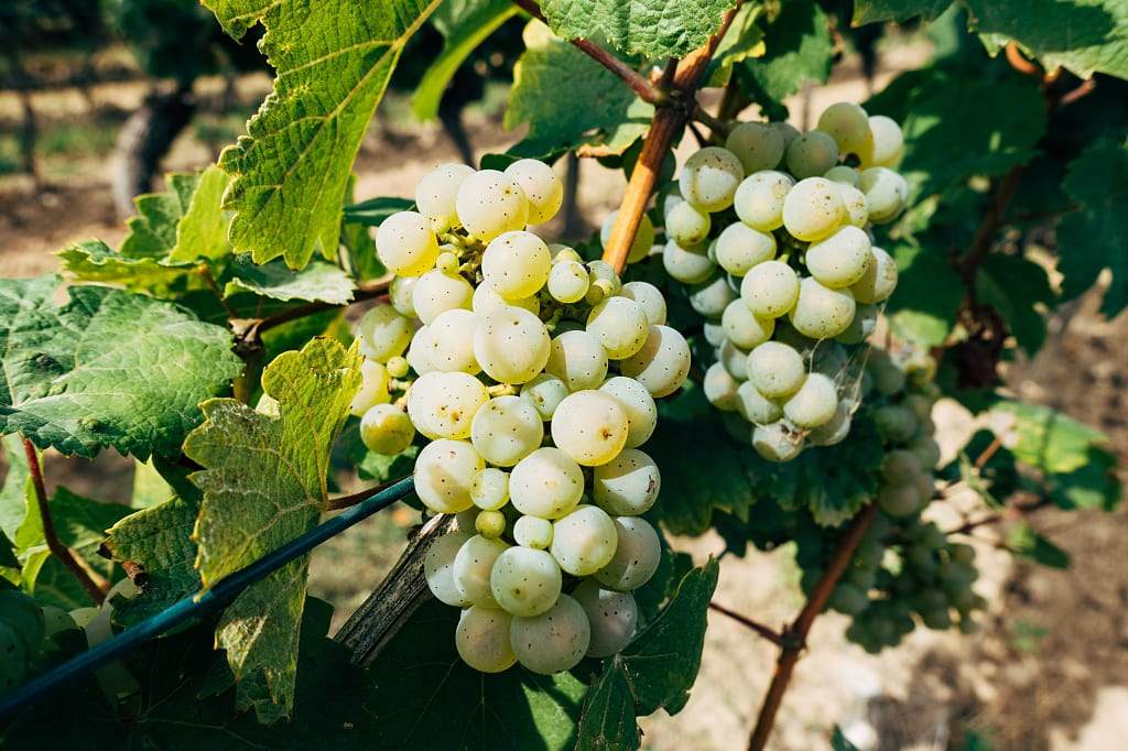 Grapes on the vine