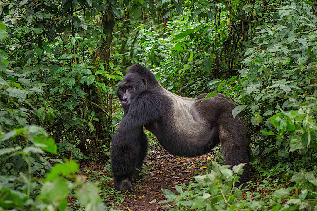 Gorilla sighting in Uganda.