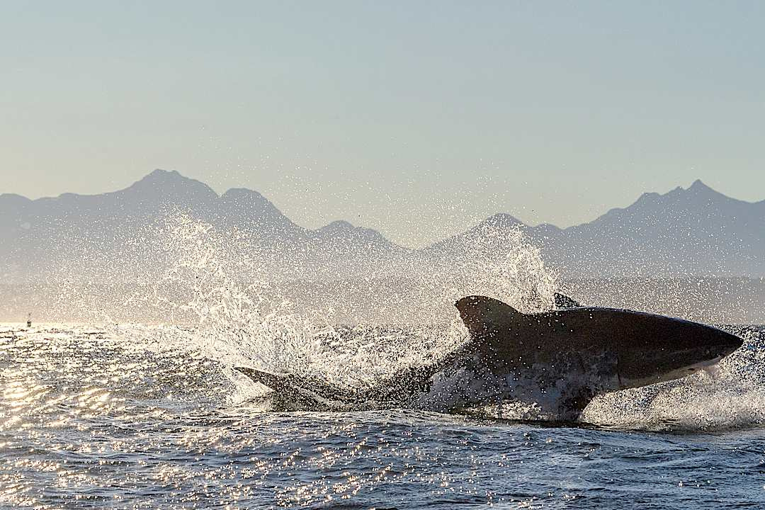 White shark sighting in False Bay, South Africa.