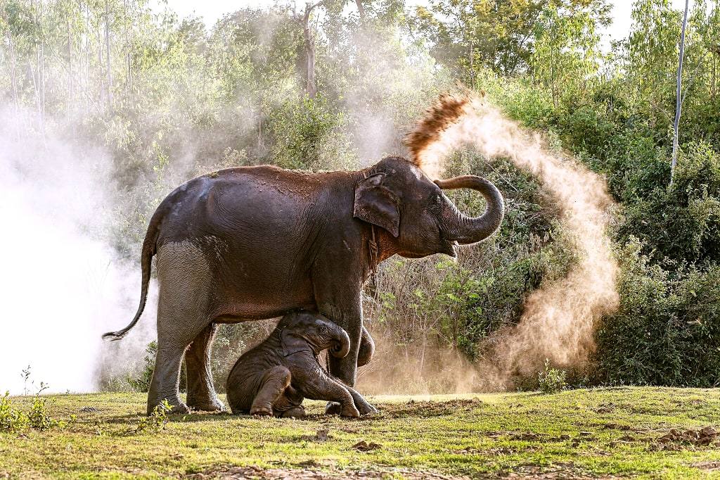 Asian wildlife, Vietnam
