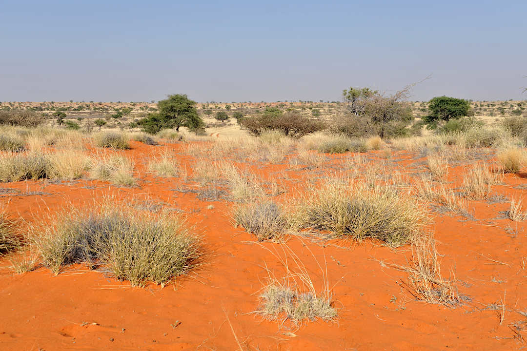 Kalahari Reserve,  South Africa.