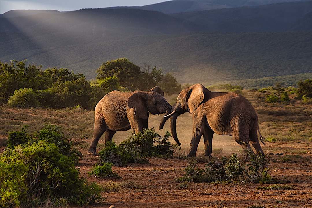 Elephants in the Addo National Park, South Africa.