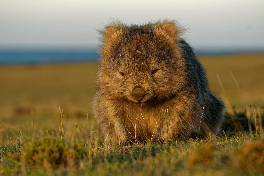 Young wombat sitting in a field in Tasmania