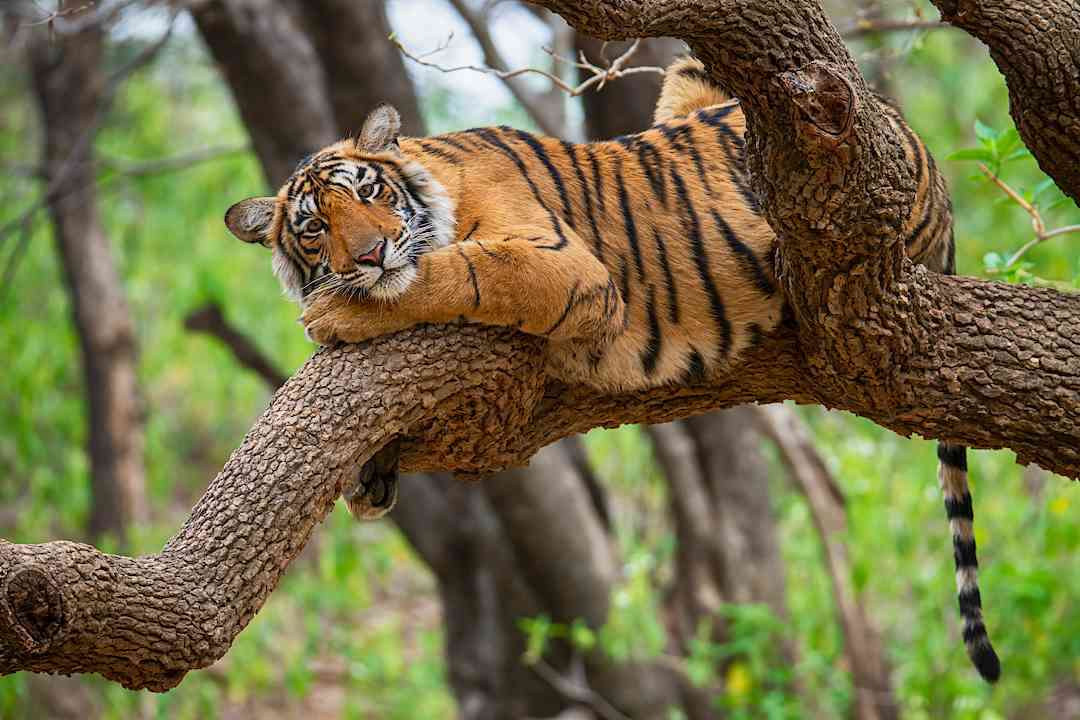 Bengal tiger in Ranthambore National Park, India.