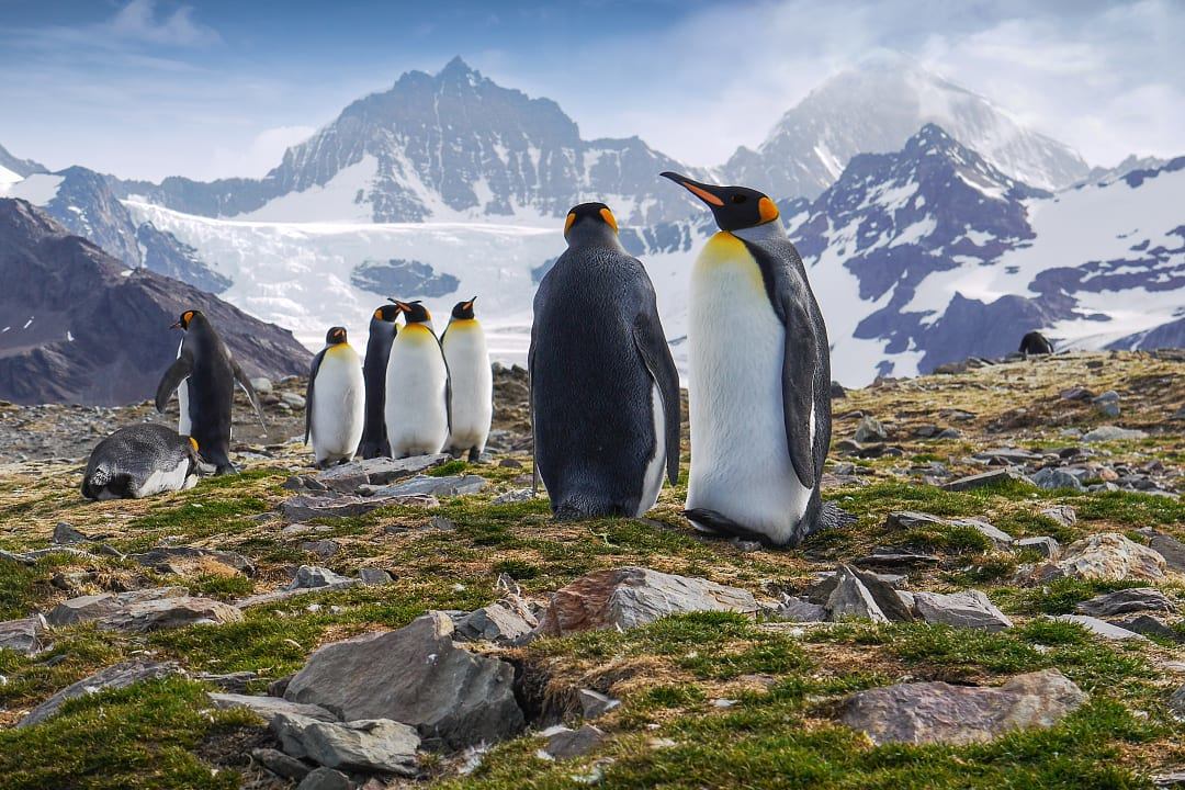 King Penguins on South Georgia Island