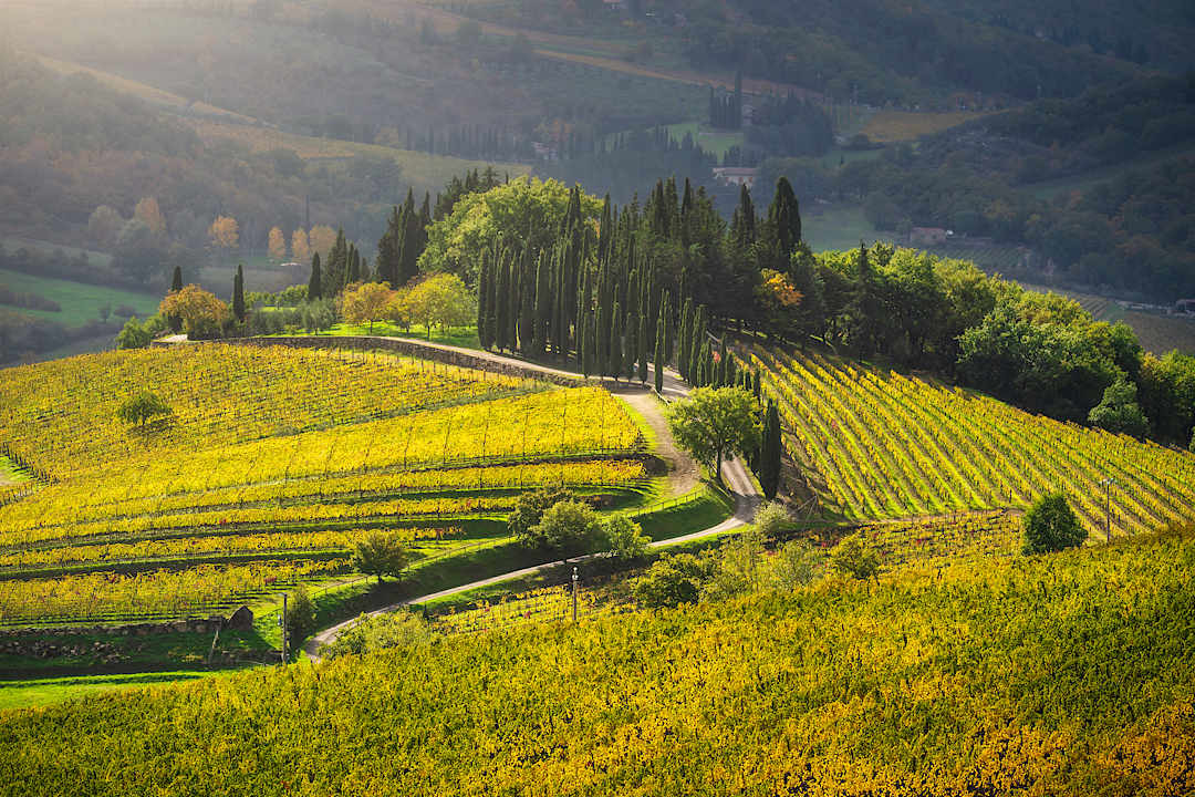 Vineyards in Chianti, Tuscany.