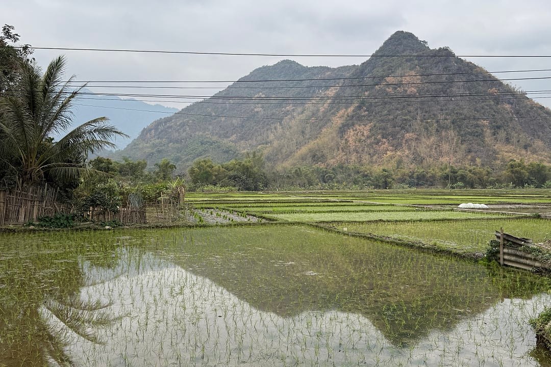 Rural rice paddies beneath forested mountains in Thừa Thiên Huế Province, Vietnam