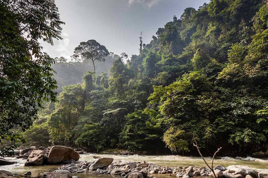 Gunung Leuser National Park, Sumatra.