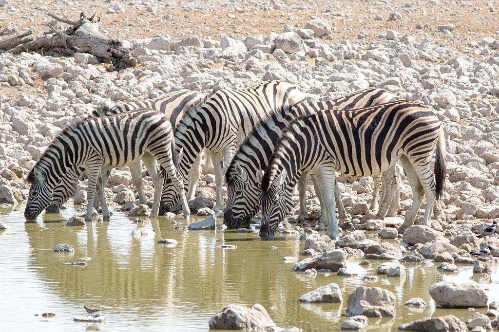 Ongava Private Game Reserve, Namibia