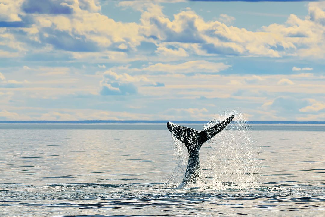 Whale in Puerto Madryn's bay, Argentina