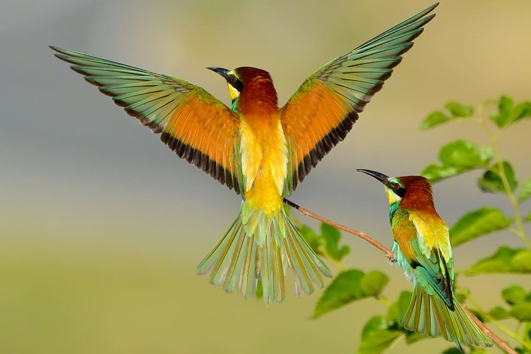 European bee-eater