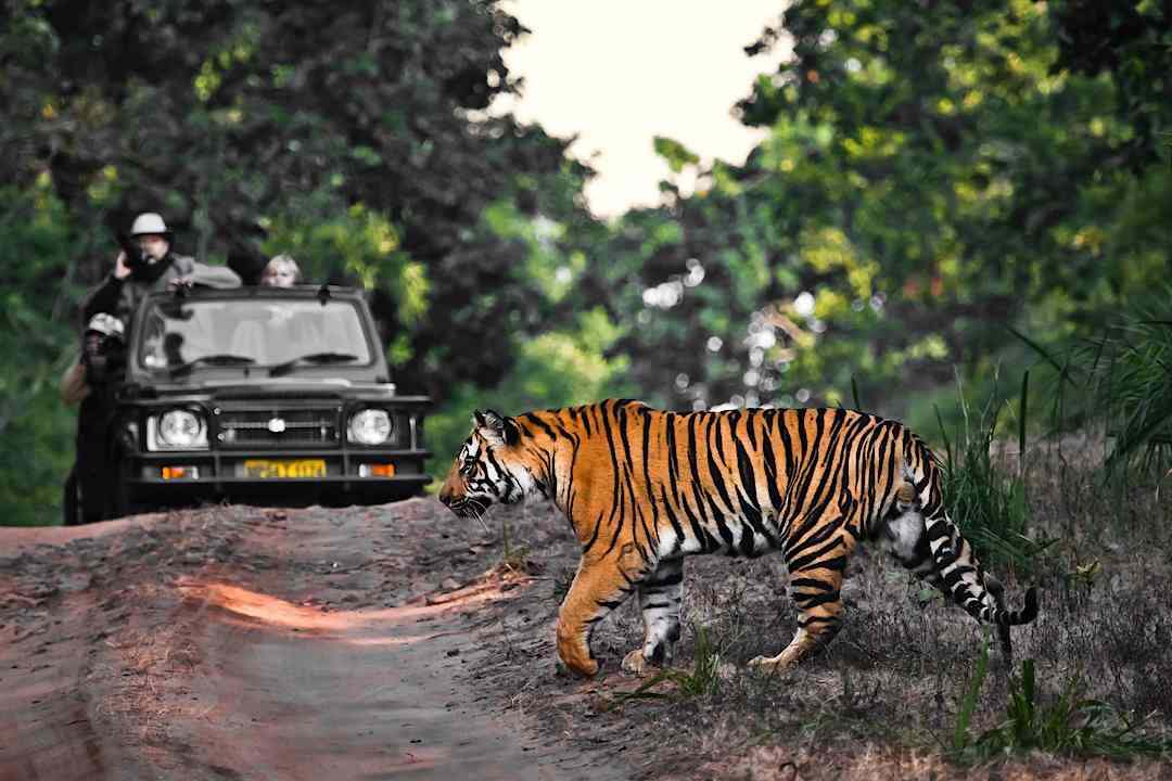 Tiger Safari in India. 