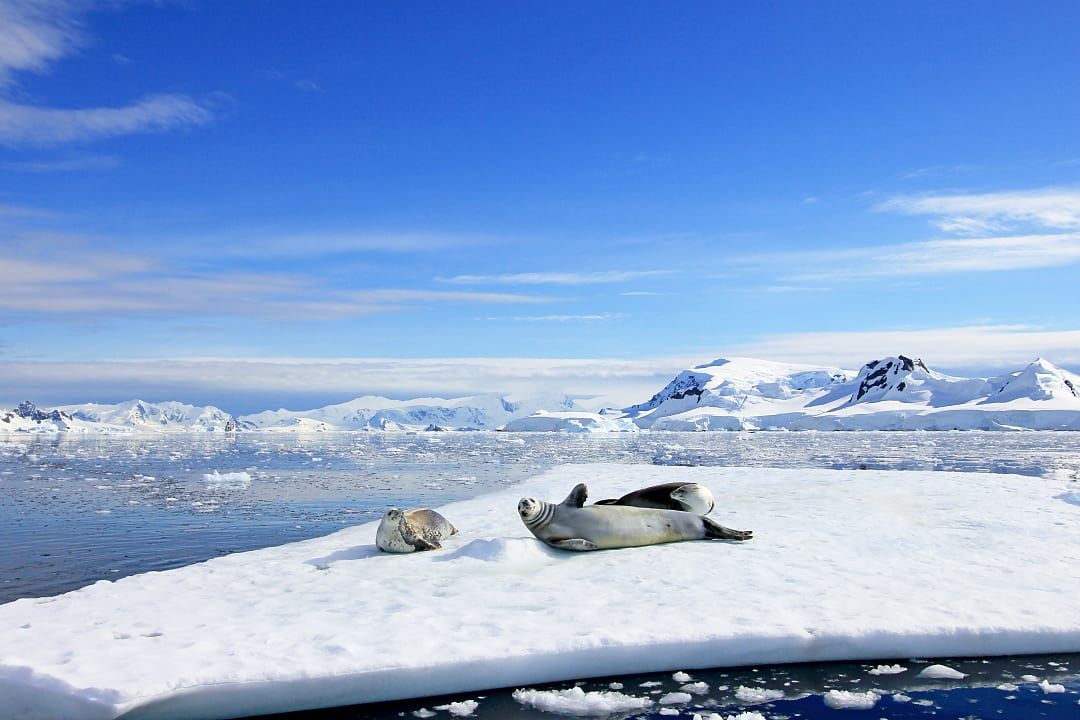 Crabeater seals lounging on an iceberg in the Antarctic Pensinsula