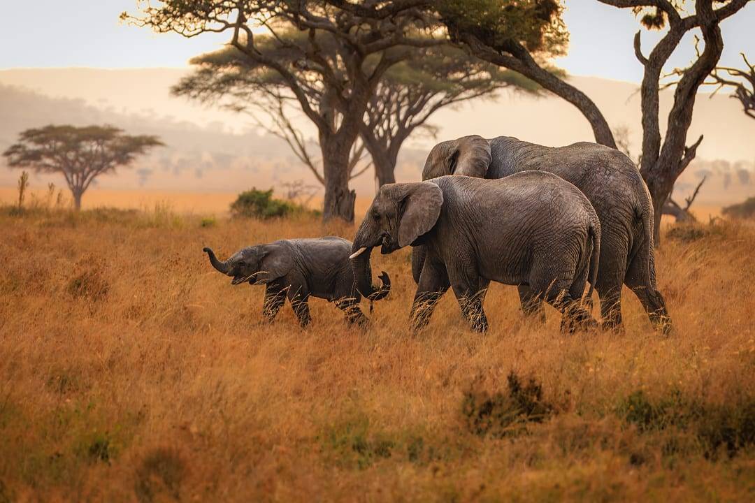 A herd  of elephants in the Serengeti, Tanzania.