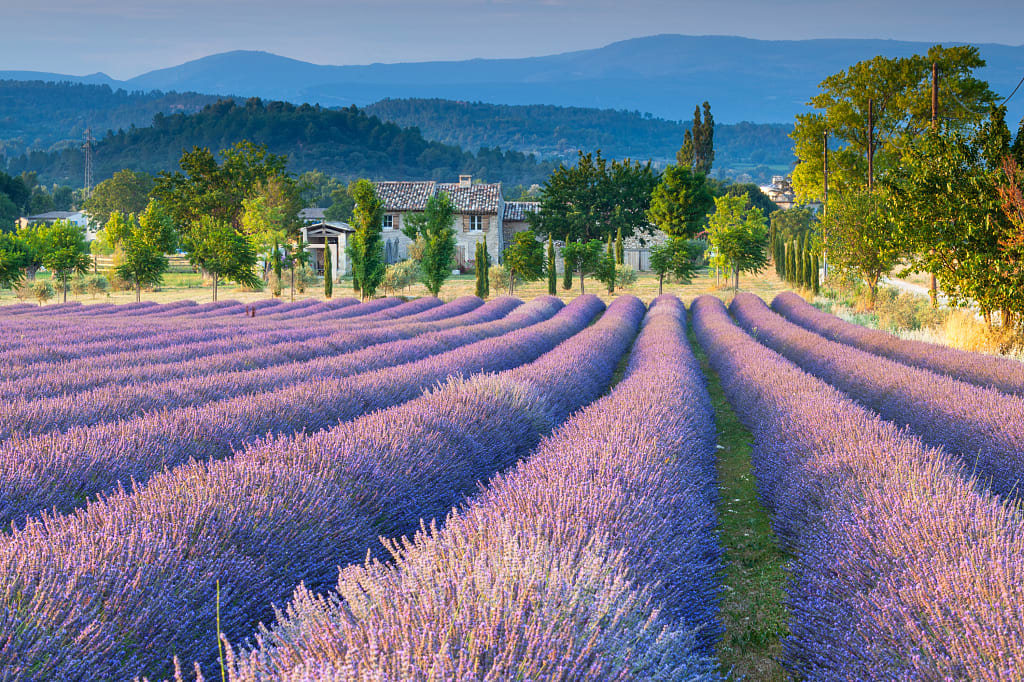 Lavender fields in Provence, France