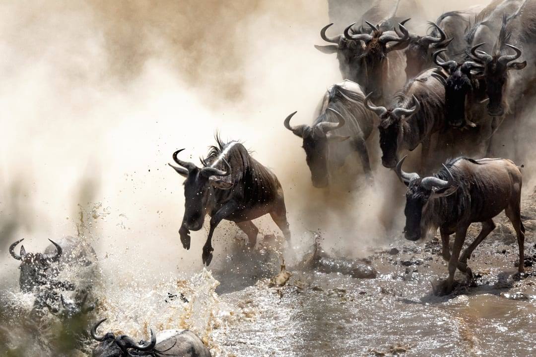 A herd of wildebeest moving during the Great Migration in Africa.