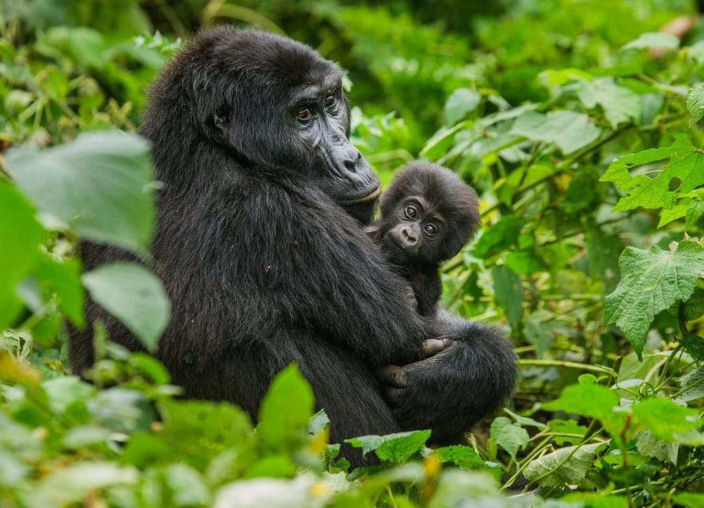 Mountain gorilla with her baby in Bwindi Impenetrable Forest National Park