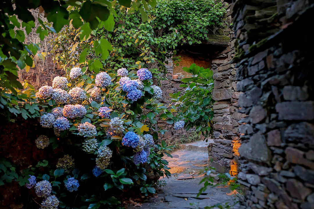 Blue hydrangeas beside a narrow stone passage in a Portuguese schist village