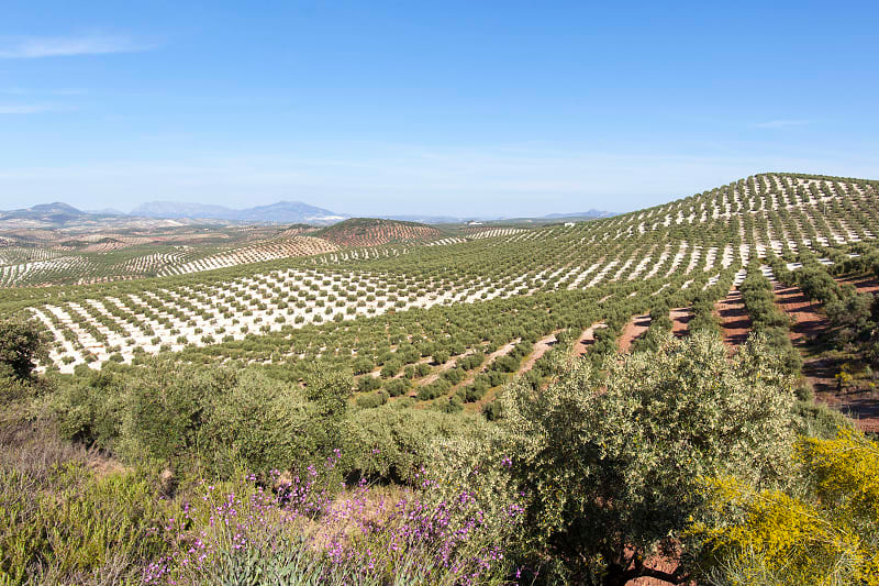Sea of olive trees in the Andalusia region of Spain.  