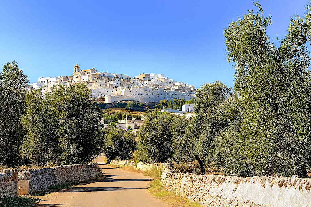 View of Ostuni and the surrounding olive groves.