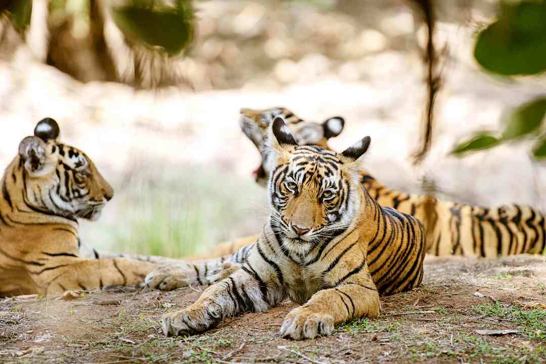 Sariska National Park, India.
