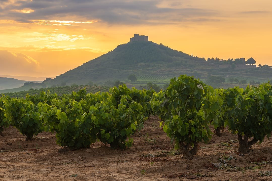 Vineyard at sunset in La Rioja, Spain