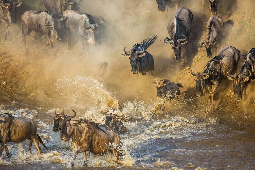 Wildebeest crossing the Mara River during the Great Migration.