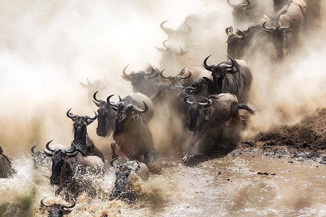 The Great Migration, Kenya.
