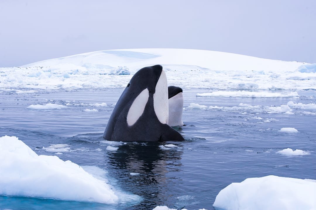 Orca whales