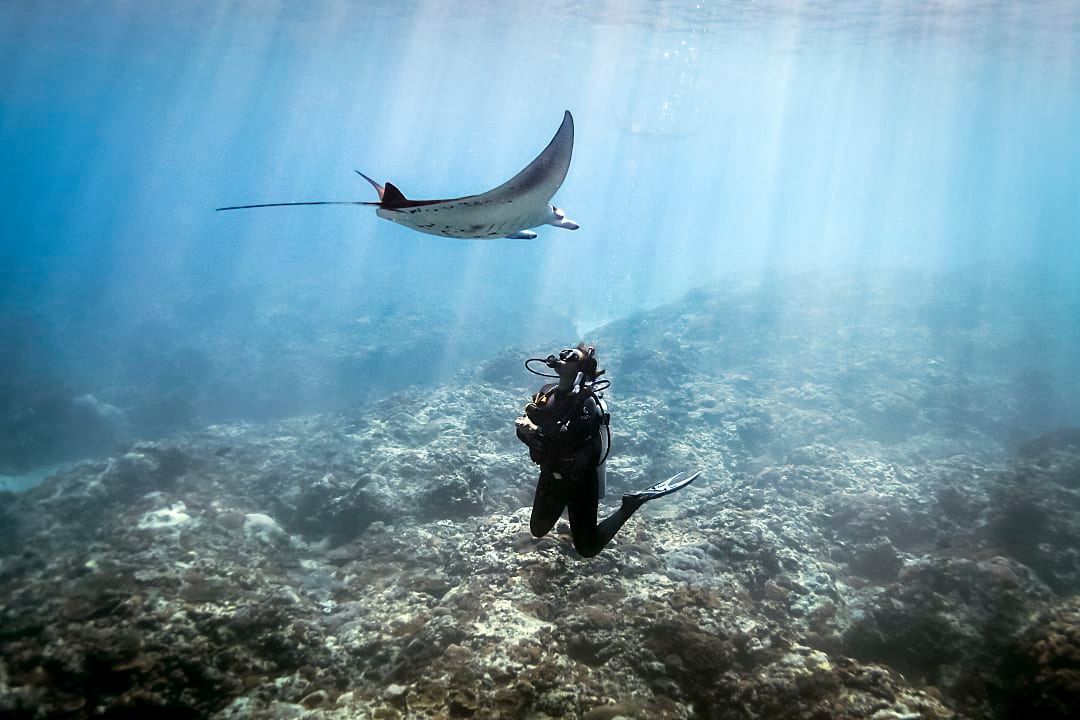 Diver encounters graceful manta ray beneath Bali’s sunlit ocean surface.