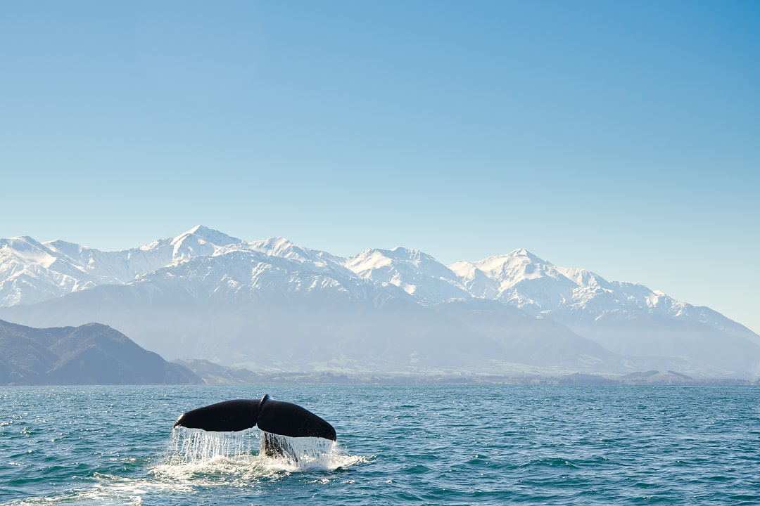 Whale tail emerging from ocean with snow-capped Kaikoura mountains in background on a clear day in New Zealand, symbolizing wildlife and nature.