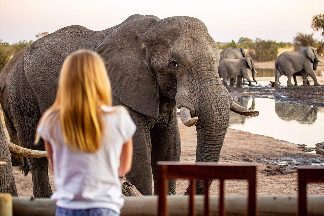Elephant at lodge in Hwange National Park.