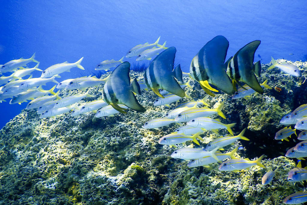 Batfish swimming along coral reef