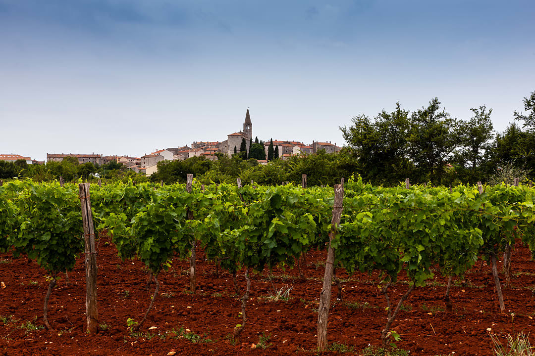 A wine farm in Istria which makes use of Terra Rossa. 